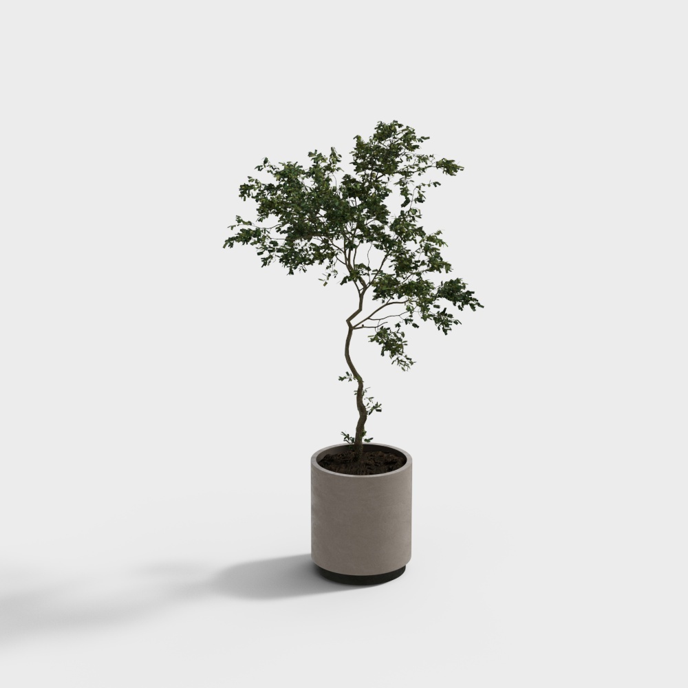 现代植物盆栽