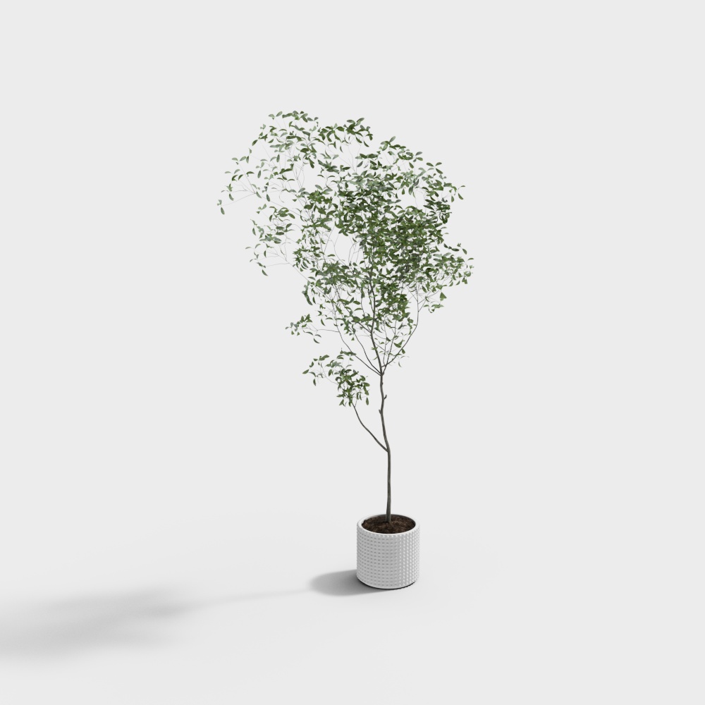 现代植物盆栽-树3D模型