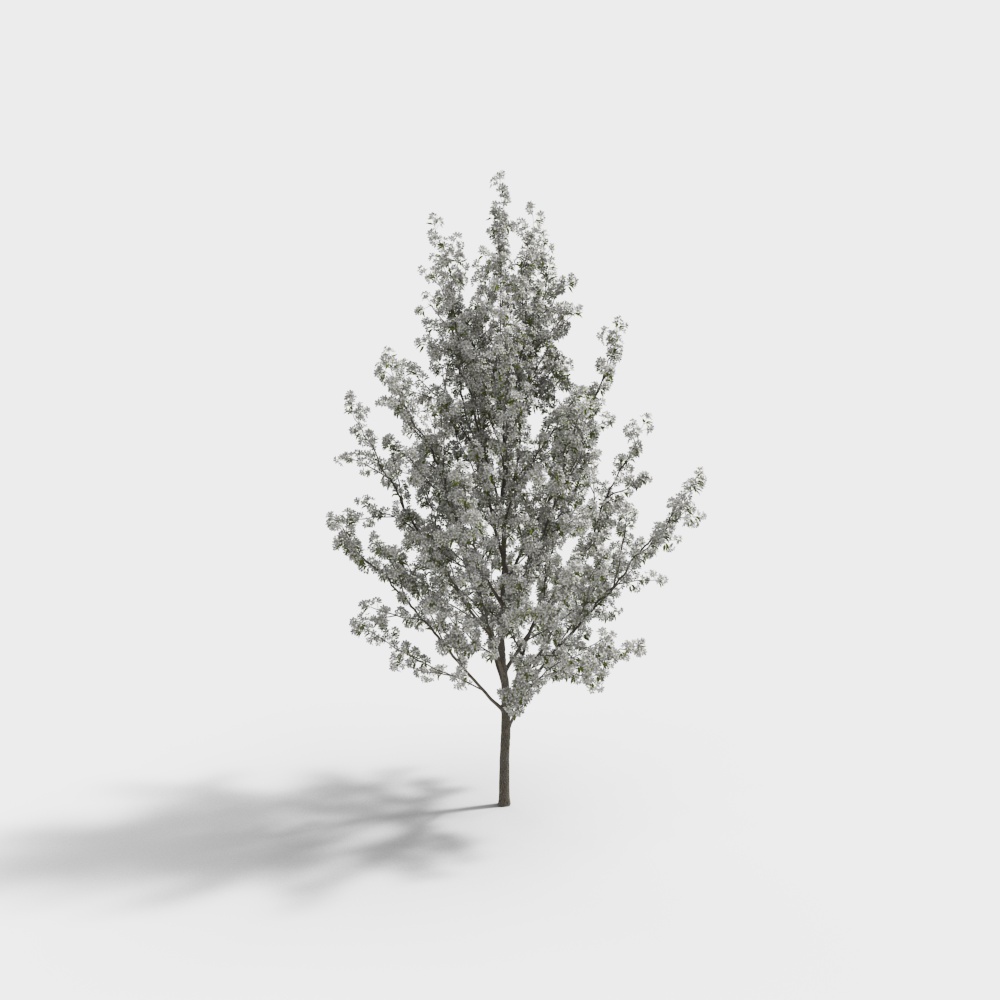 现代白色花树景观树-53D模型