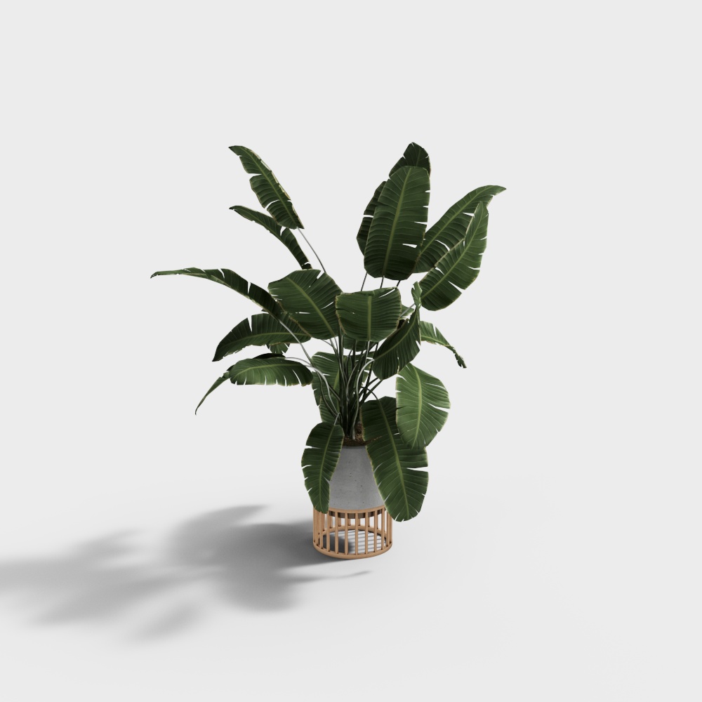 现代医院-装饰植物