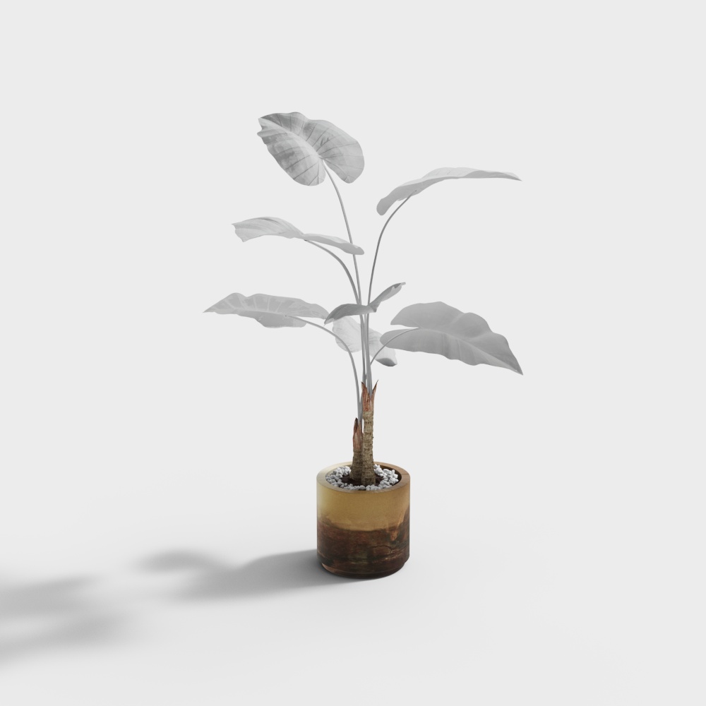 现代植物盆栽-植物盆栽