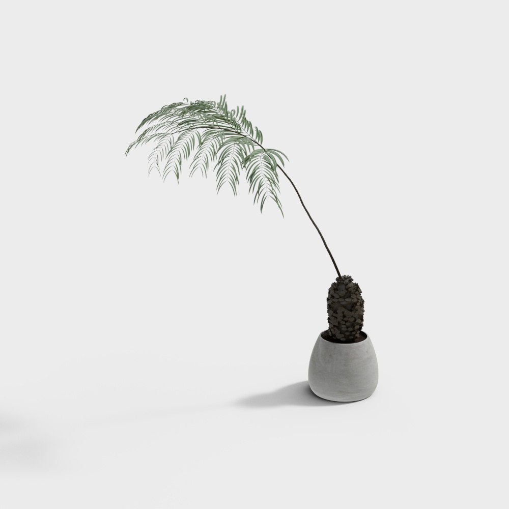 现代植物盆栽-绿叶