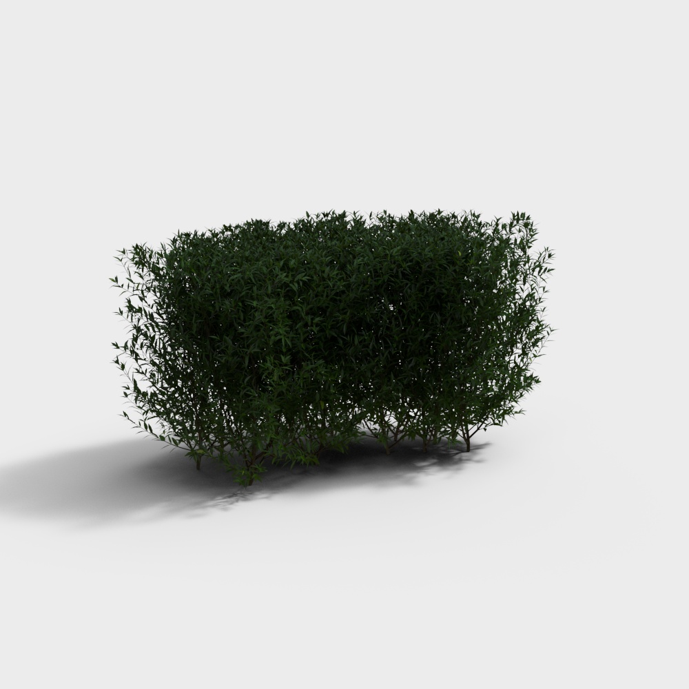 现代绿植灌木-灌木