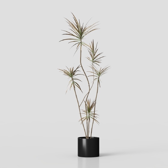 Modern Plants,Plants,black