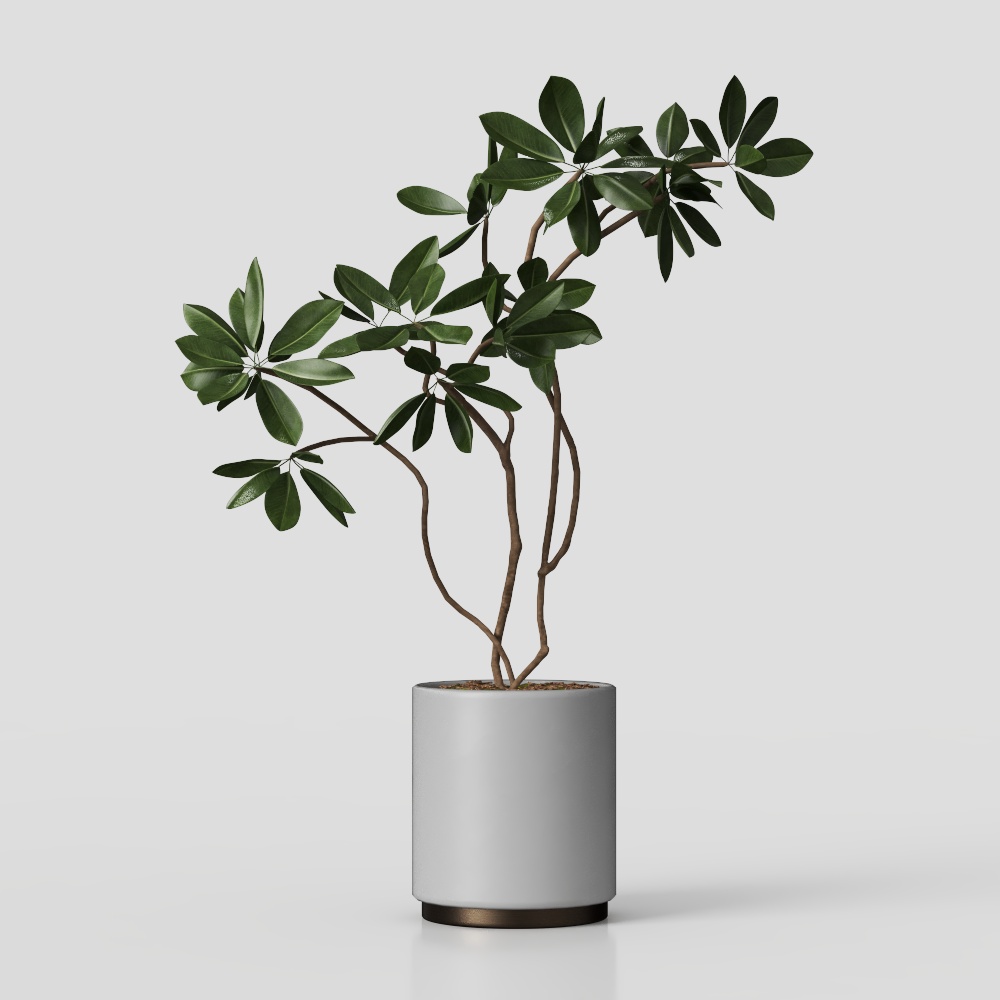 现代绿植盆栽