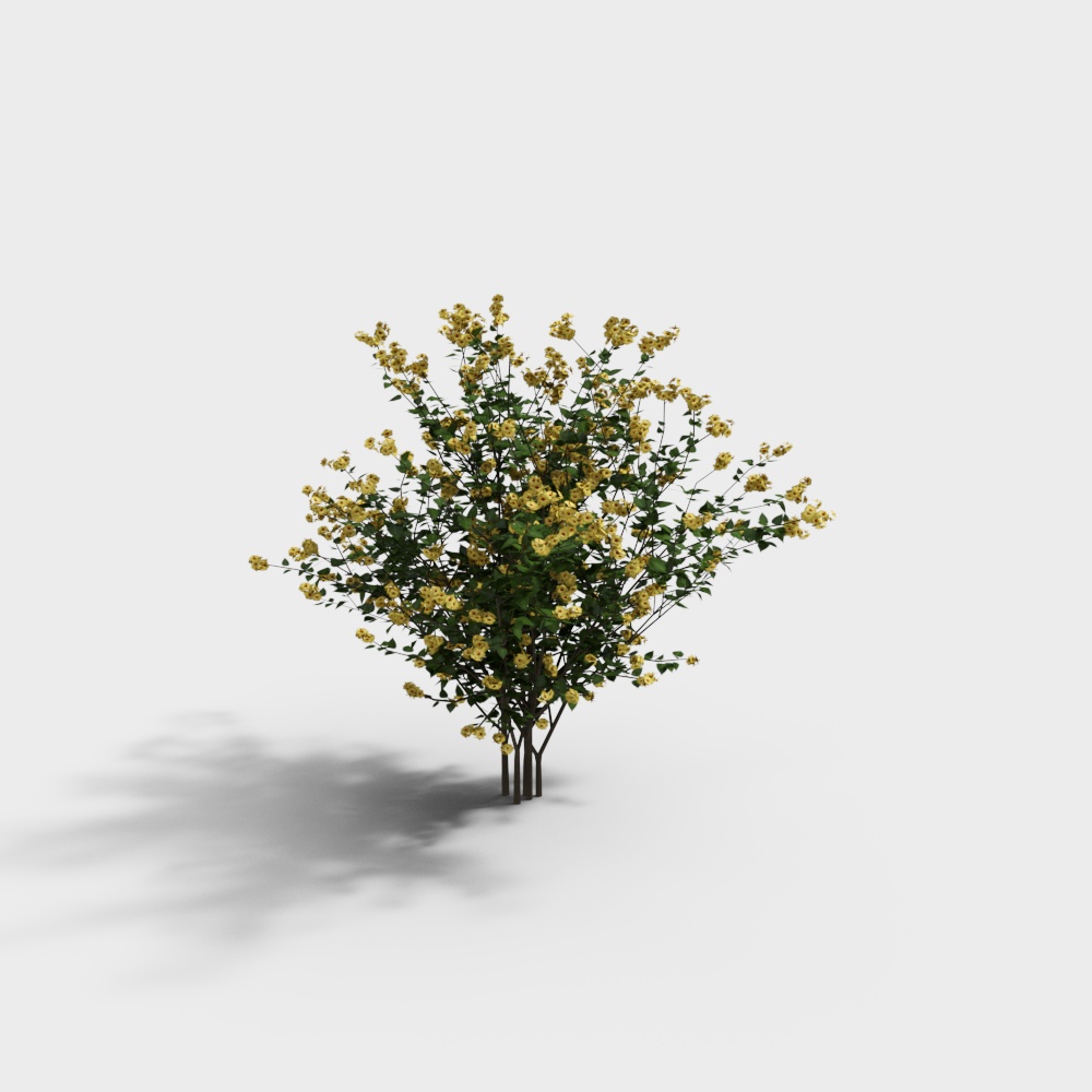 小黄花